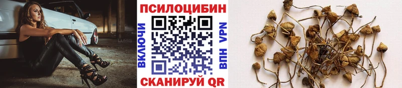 darknet телеграм Камбарка Псилоцибиновые грибы мухоморы как найти закладки